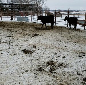 Meet your Posher, Kelli